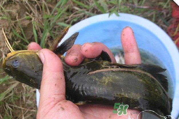 黃刺魚什么天氣好釣？黃刺魚釣魚最佳時(shí)間