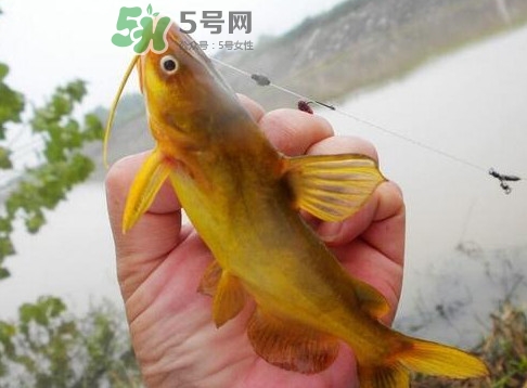 黃刺魚多少錢一斤？野生黃刺魚多少錢一斤