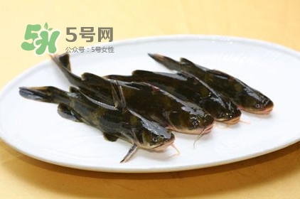 黃刺魚多少錢一斤？野生黃刺魚多少錢一斤