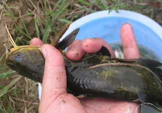 黃刺魚死了能吃嗎？黃刺魚不能與什么同食