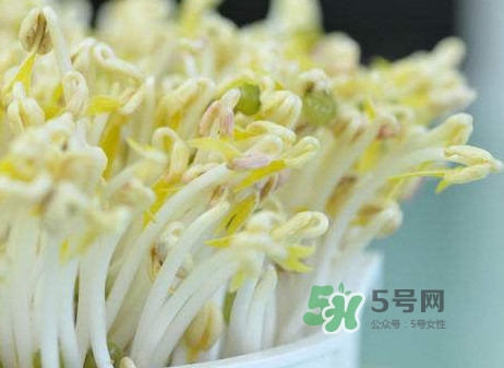 豆芽什么季節(jié)吃？豆芽什么時候有