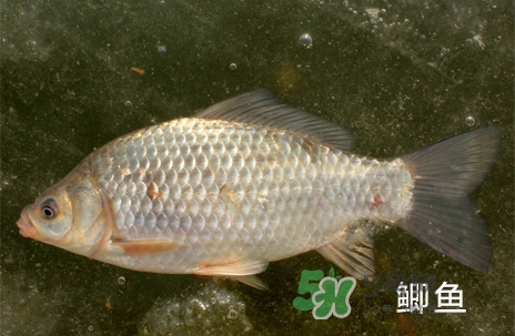 鰣魚和響魚是兩種魚嗎？鰣魚和鯽魚的區(qū)別