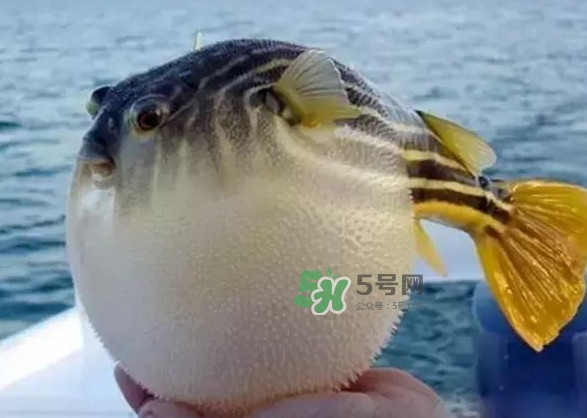 河豚魚多少錢一斤？河豚為什么會(huì)鼓起來