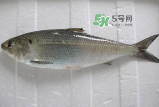 鰣魚多少錢一斤？長江鰣魚多少錢一斤2017