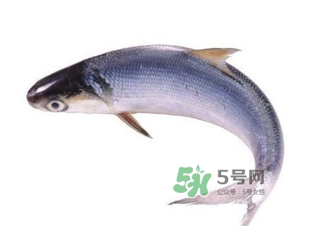 鰣魚怎么讀？鰣魚是什么魚