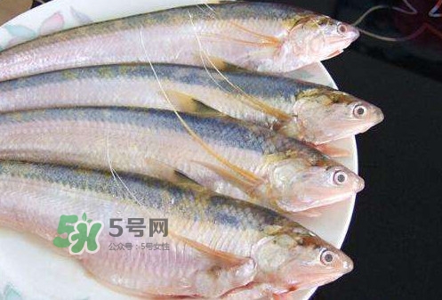 鰣魚刺多嗎？鰣魚可以養(yǎng)殖嗎