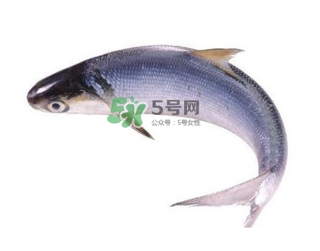 鰣魚刺多嗎？鰣魚可以養(yǎng)殖嗎