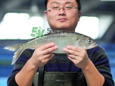 鰣魚與香魚怎么區(qū)分？鰣魚與香魚的區(qū)別