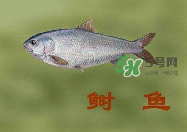 鰣魚和響魚是兩種魚嗎？鰣魚和鯽魚的區(qū)別