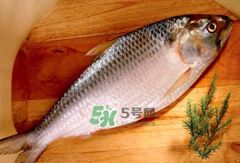 鰣魚怎么做好吃？鰣魚怎么處理