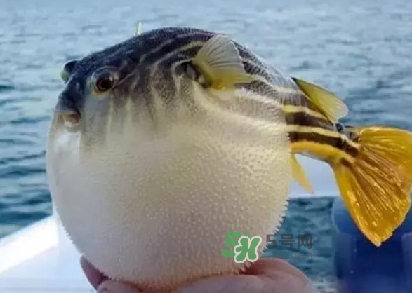 河豚魚是海鮮嗎？河豚魚是淡水魚嗎