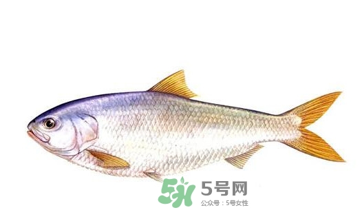 鰣魚的魚鱗能吃嗎？鰣魚為什么不去魚鱗