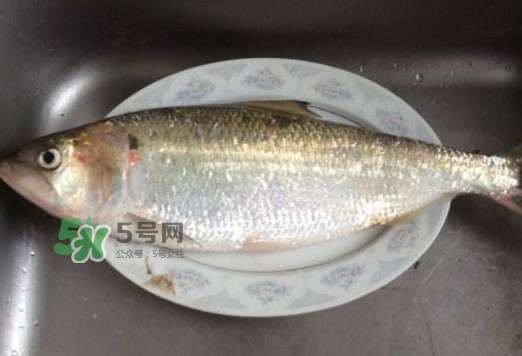 鰣魚怎么讀？鰣魚是什么魚