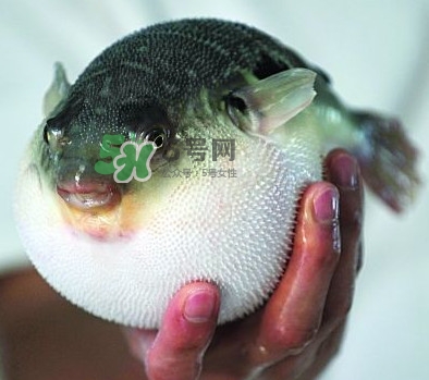 鰣魚和刀魚哪個(gè)貴？長江三鮮哪個(gè)最貴