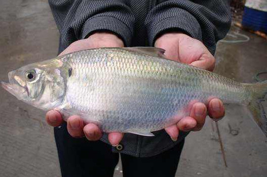 鰣魚是海魚還是淡水魚？鰣魚是發(fā)物嗎