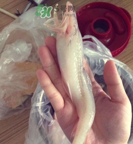 買龍頭魚怎么挑選？冰凍龍頭魚怎么去內(nèi)臟