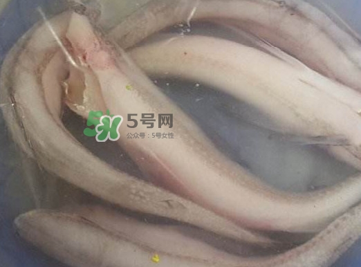 買龍頭魚怎么挑選？冰凍龍頭魚怎么去內(nèi)臟