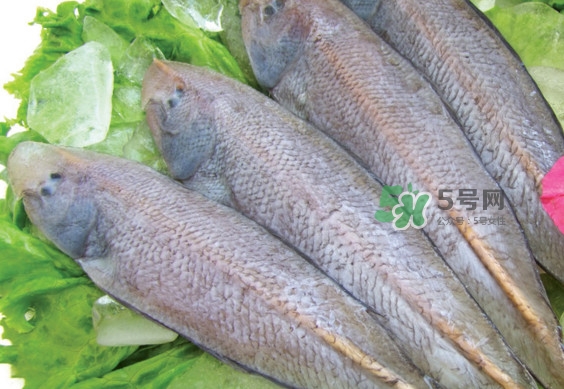 龍利魚(yú)有刺嗎？龍利魚(yú)有魚(yú)鱗嗎