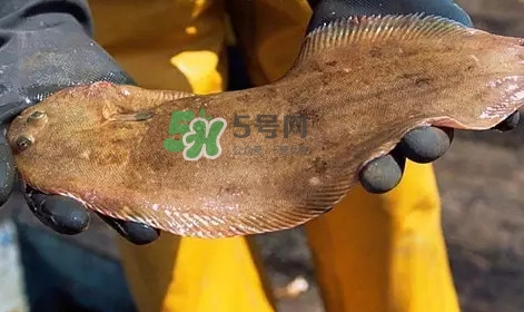 龍利魚是淡水魚嗎？龍利魚是巴沙魚嗎