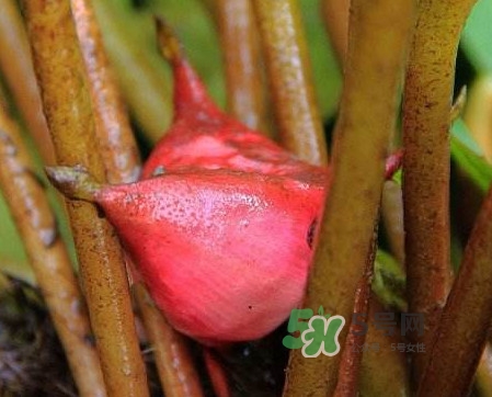 紅菱怎么吃？吃紅菱有什么好處？