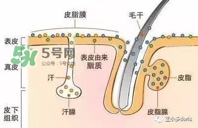 外油內(nèi)干的皮膚怎么護理 先補水還是先控油