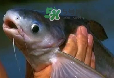 巴沙魚(yú)是鯰魚(yú)嗎？巴沙魚(yú)是海魚(yú)嗎