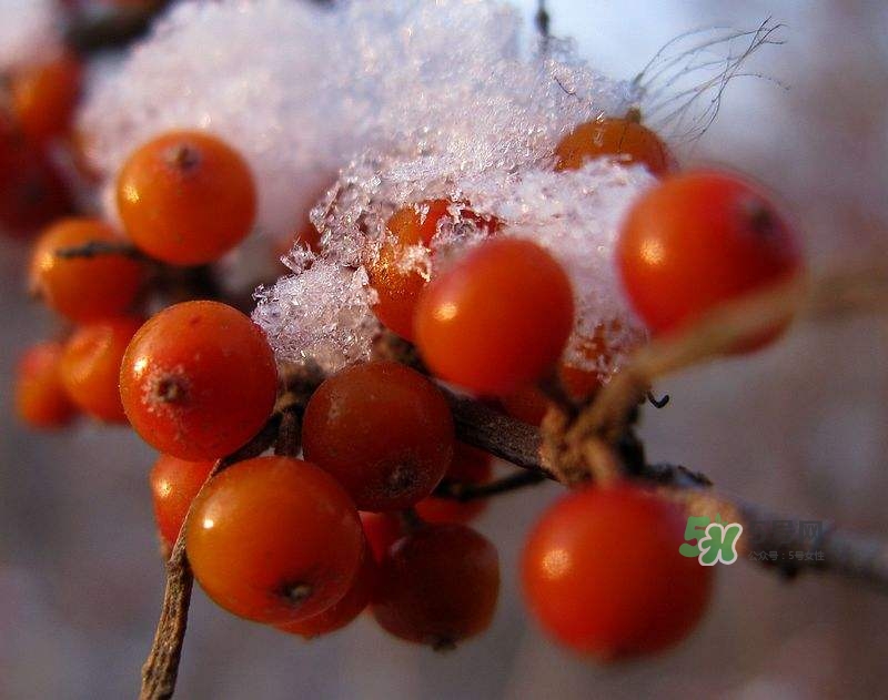 沙棘怎么吃？沙棘果的食用禁忌