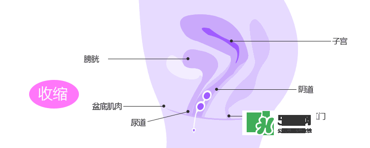 lelo露娜球如何使用方法？露娜球使用感受