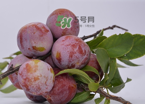 芙蓉李的營(yíng)養(yǎng)價(jià)值 芙蓉李的功效與作用