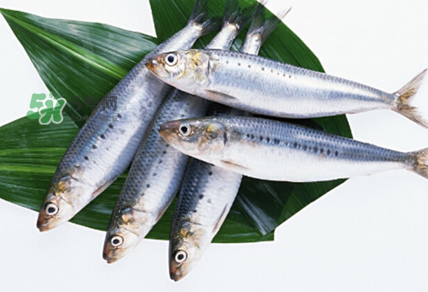 沙丁魚(yú)和秋刀魚(yú)有什么不一樣？秋刀魚(yú)和沙丁魚(yú)的區(qū)別