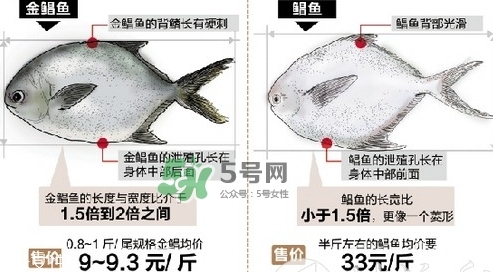 金鯧魚是海魚嗎？金鯧魚的刺多嗎？