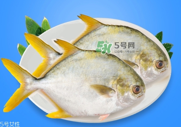 金鯧魚是海魚嗎？金鯧魚的刺多嗎？