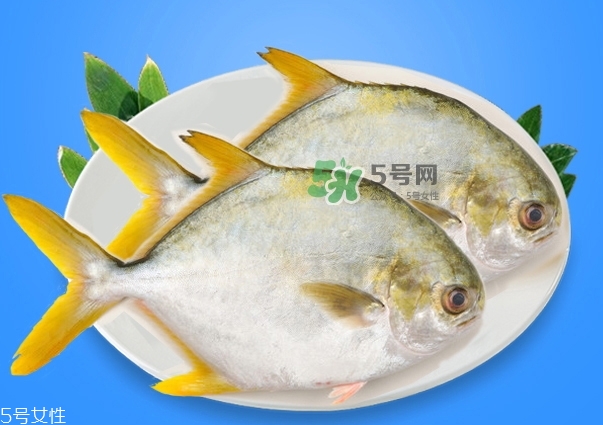 金鯧魚(yú)的營(yíng)養(yǎng)價(jià)值 金鯧魚(yú)的功效作用