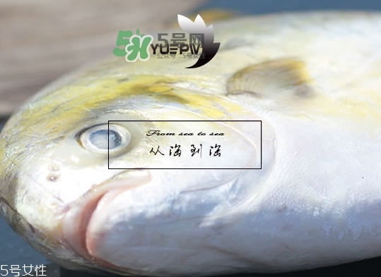 金鯧魚(yú)的營(yíng)養(yǎng)價(jià)值 金鯧魚(yú)的功效作用