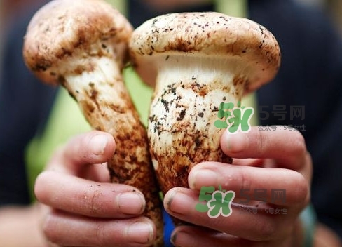 新鮮松茸用水焯嗎？新鮮松茸洗時(shí)用水浸泡嗎