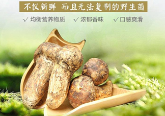 新鮮松茸怎么挑選？干松茸如何挑選