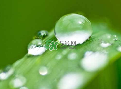 白露可以種什么菜？白露過后能種植什么蔬菜？