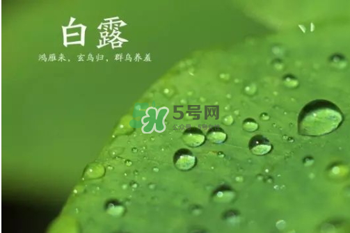 白露可以種什么菜？白露過后能種植什么蔬菜？