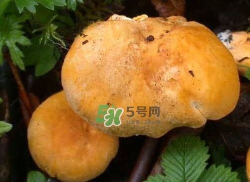 新鮮雞油菌怎么保存？干雞油菌怎么保存