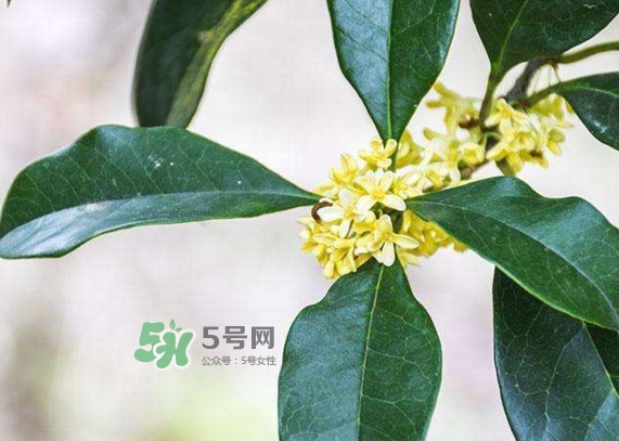 桂花樹種在院子哪里好？桂花樹種在家門口好嗎