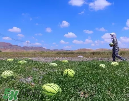 石頭瓜的營養(yǎng)價(jià)值 石頭瓜的功效作用