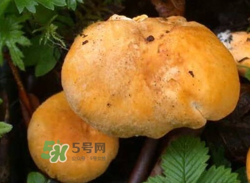 雞油菌是寒性的嗎？雞油菌是發(fā)物嗎