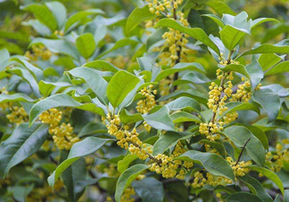 桂花樹種在院子哪里好？桂花樹種在家門口好嗎