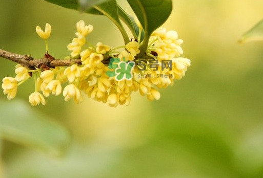 家里為什么不能種桂花？桂花為什么不能栽在家里