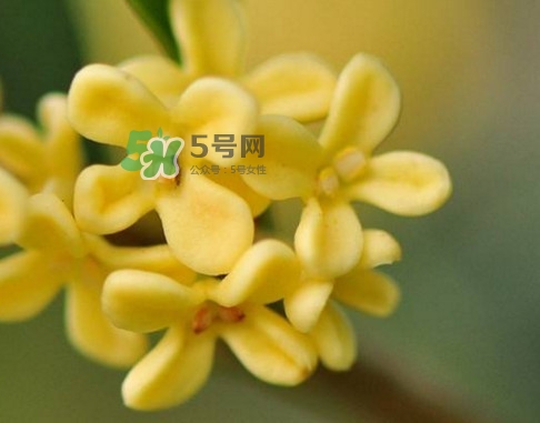 家里為什么不能種桂花？桂花為什么不能栽在家里