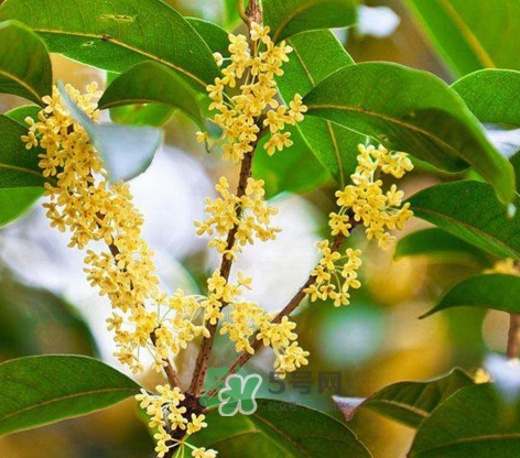 桂花樹種在院子哪里好？桂花樹種在家門口好嗎