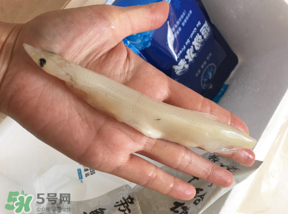 大銀魚多少錢一斤？大銀魚怎么洗？