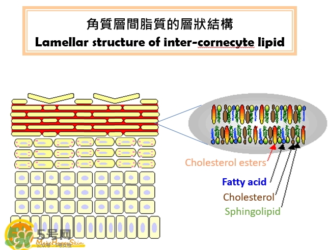 為什么要先乳后水_先乳后水是什么原理