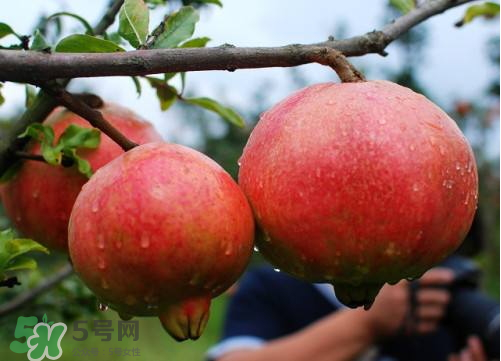 突尼斯軟籽石榴營養(yǎng)價(jià)值 ?軟籽石榴的功效與作用