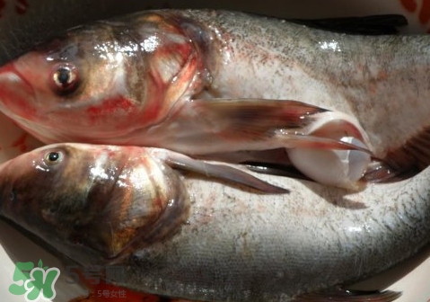 花鰱魚是海鮮嗎？花鰱魚是淡水魚嗎